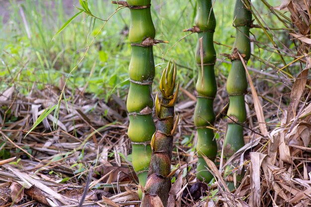 Zdjęcie drzewa bambusa bambusa ventricosa w lesie gunung kidul yogyakarta w indonezji