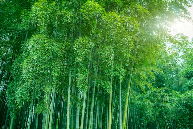 drzewa bambusowe liście lasu