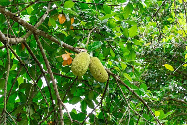 Drzewa chlebowca należą do plemienia Moraceae, nazwa naukowa to Artocarpus heterophyllus