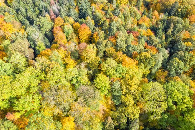 Drzewa drzewo jesień jesień las lasy kolorowe liście sezon drone zdjęcie lotnicze widok tła