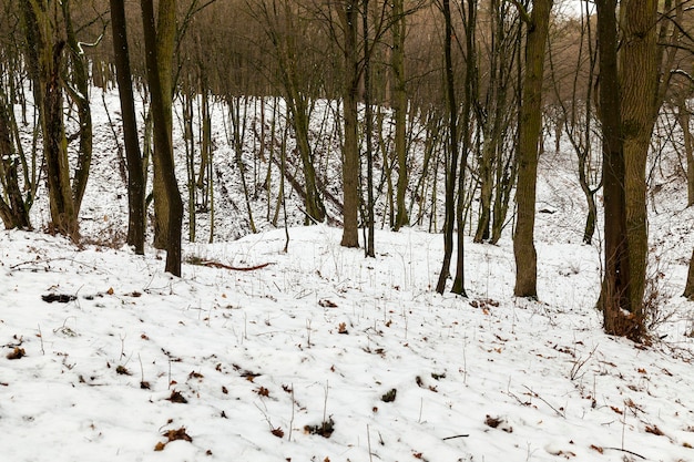 Drzewa fotografowane zimą. Na ziemi pokrytej śniegiem po opadach śniegu.