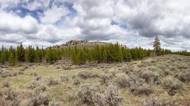 Drzewa i góry w amerykańskim krajobrazie Parku Narodowego Yellowstone