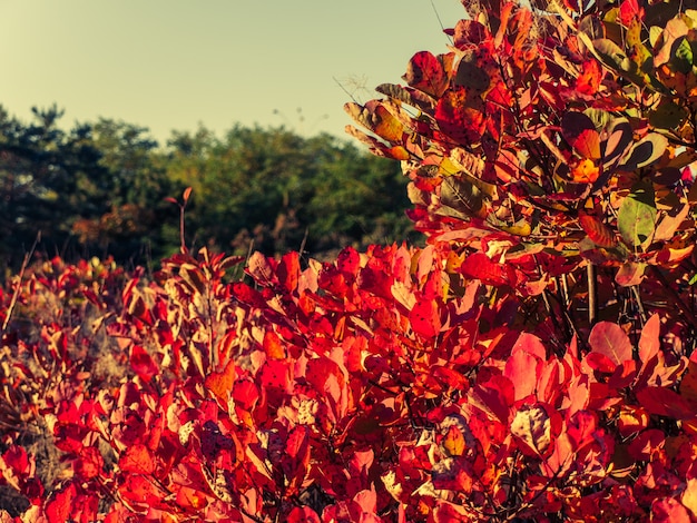 Drzewa i krzewy z czerwonymi i żółtymi liśćmi w lesie w jesienny dzień. Kolory jesieni