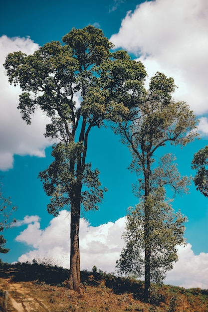 Drzewa i niebo Występują naturalnie. Zielony i niebieski Formułowany w naturalnej formie.