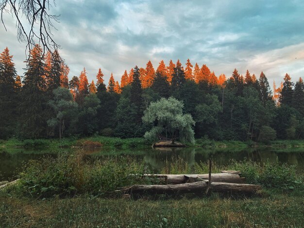 Drzewa I Rośliny W Lesie Na Tle Nieba Jesienią