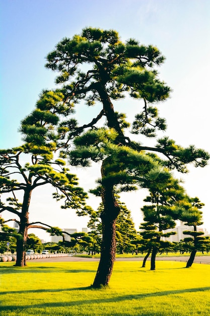 Zdjęcie drzewa i trawa w parku