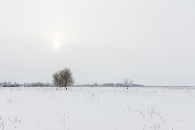 Drzewa i zimowy krajobraz