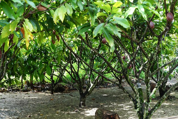 Zdjęcie drzewa kakaowe, które rosną obficie w ogrodzie