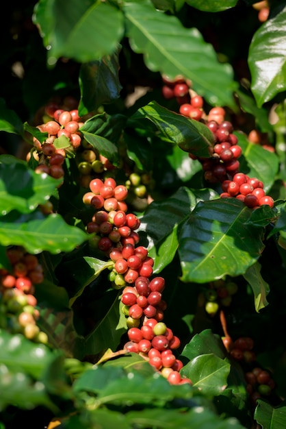 Drzewa kawowe w ogródku kawowym, gatunki drzew kawowych Arabica.