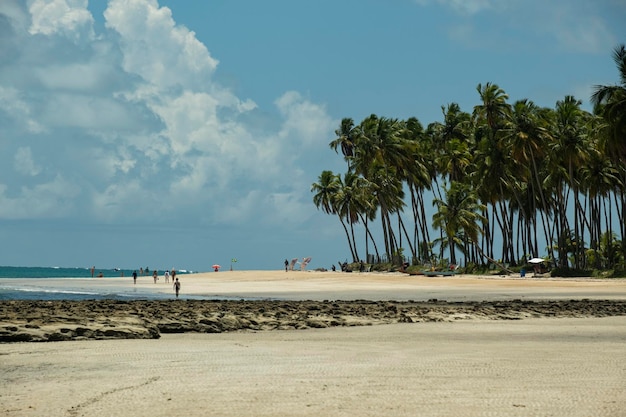 Drzewa kokosowe i plaża w słoneczny dzień w Brazylii