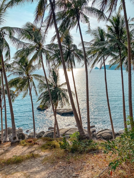 Drzewa kokosowe na wyspie wieczorem