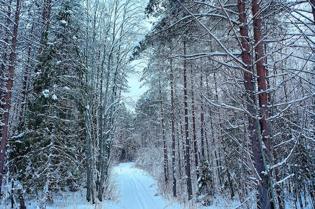 drzewa las mróz widok z góry tło, abstrakcyjny widok drona natura sezonowa zima świerk