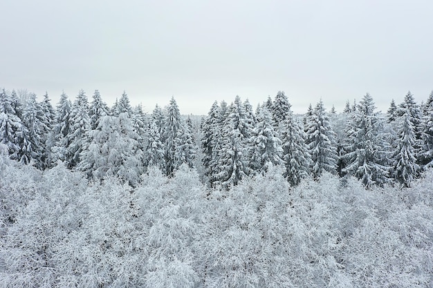 drzewa las mróz widok z góry tło, abstrakcyjny widok drona natura sezonowa zima świerk