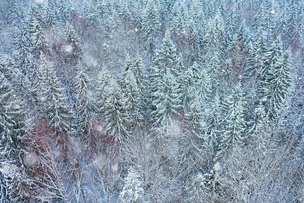 drzewa las mróz widok z góry tło, abstrakcyjny widok drona natura sezonowa zima świerk