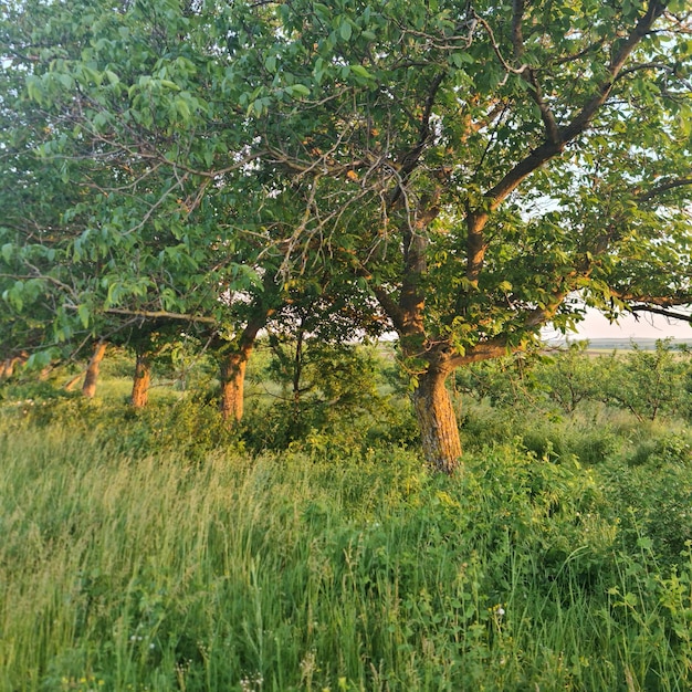 Zdjęcie drzewa latem