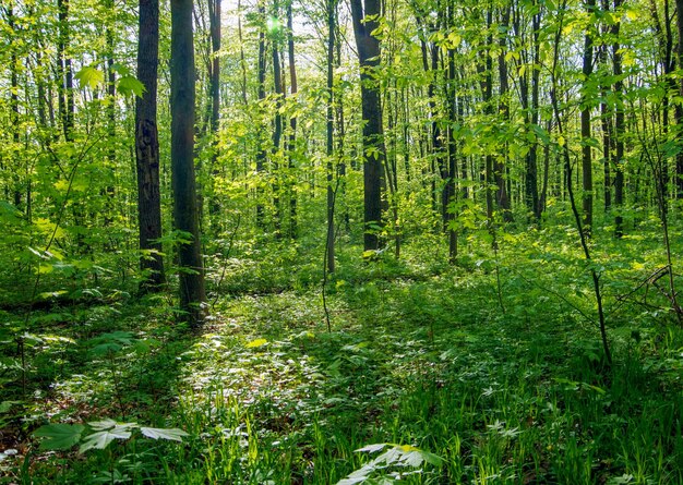 Drzewa leśne natura zielone drewno światło słoneczne tła