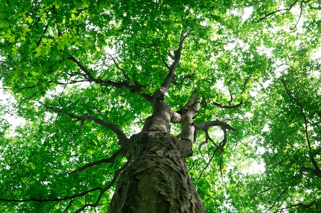 Drzewa leśne. natura zielone drewno światło słoneczne