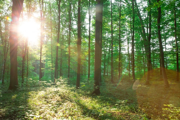 Drzewa Leśne. Natura Zielone Drewno światło Słoneczne