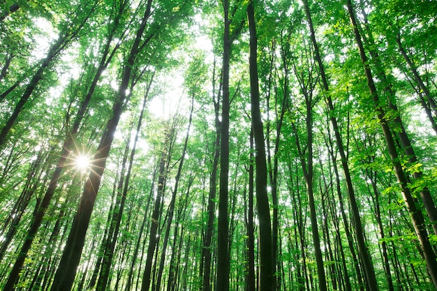 Drzewa Leśne. Natura Zielone Drewno światło Słoneczne