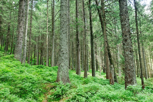 Drzewa leśne. natura zielone światło słoneczne drewna tła