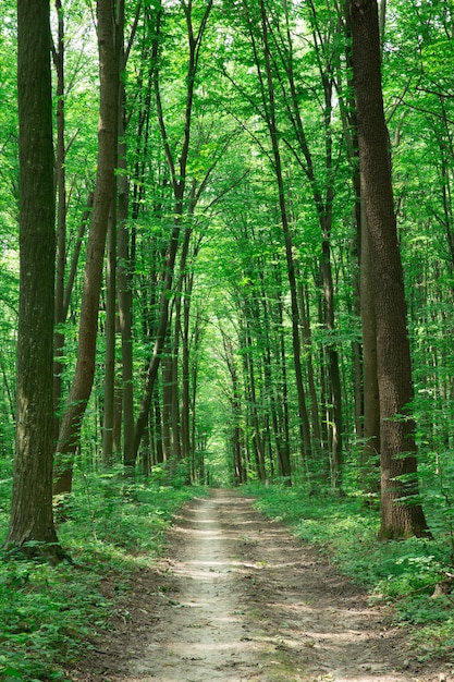 Drzewa leśne. natura zielone światło słoneczne drewna tła