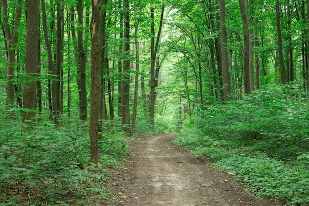 Drzewa leśne natura zielone światło słoneczne drewna