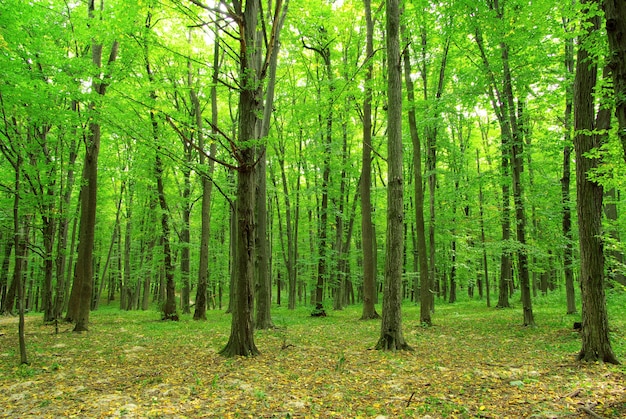 Drzewa Leśne. Natura Zielone Tło Drewna