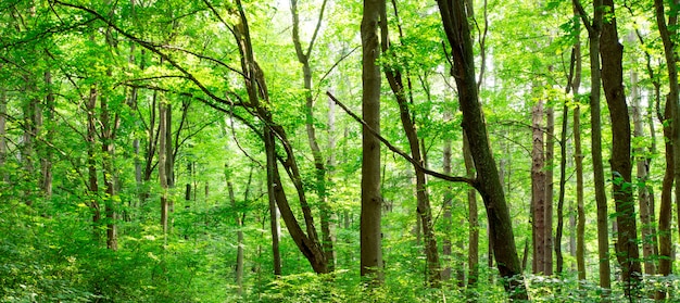 Drzewa leśne. natura zielony drewno światło słoneczne tła