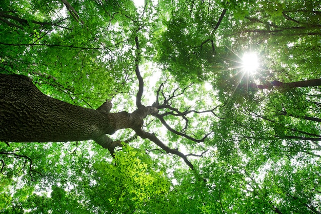 Drzewa leśne. natura zielony drewno światło słoneczne tła