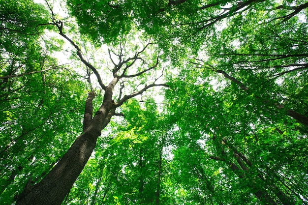 Drzewa leśne. naturalne zielone drewniane światła słoneczne