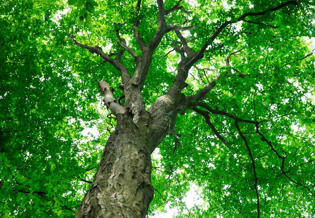 Drzewa leśne. naturalne zielone drewniane światła słoneczne