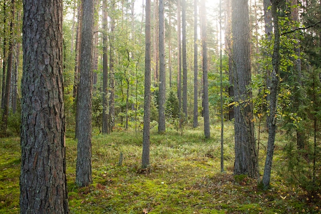 Drzewa leśne oświetlone światłem słonecznym. Leśna Polana.