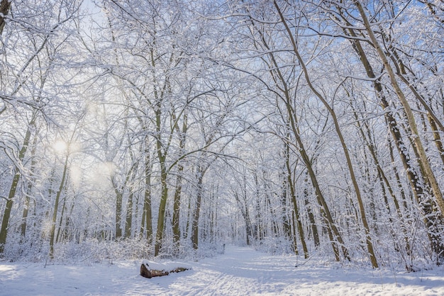 Drzewa leśne pokryte śniegiem w mroźny wieczór. Piękna zimowa panorama, krajobraz przyrody