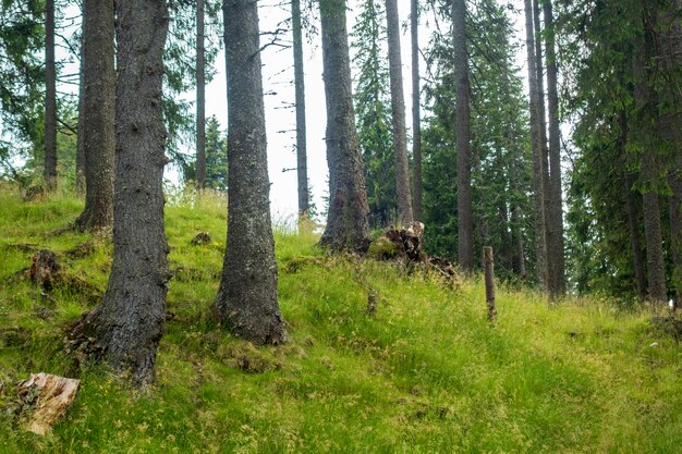 Zdjęcie drzewa leśne w górach bucegi, rumunia, piękny wiosenny dzień