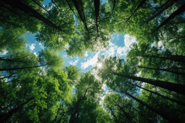 Drzewa leśne widok z dołu w niebo natura zielone drewno światło słoneczne tło