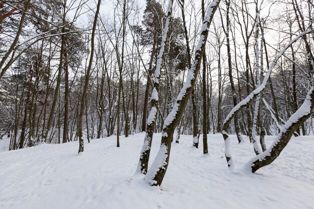 Drzewa liściaste bez liści w sezonie zimowym, gołe drzewa pokryte śniegiem po opadach śniegu i śnieżycy, prawdziwy fenomen natury