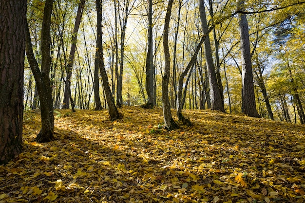 Drzewa liściaste jesienią