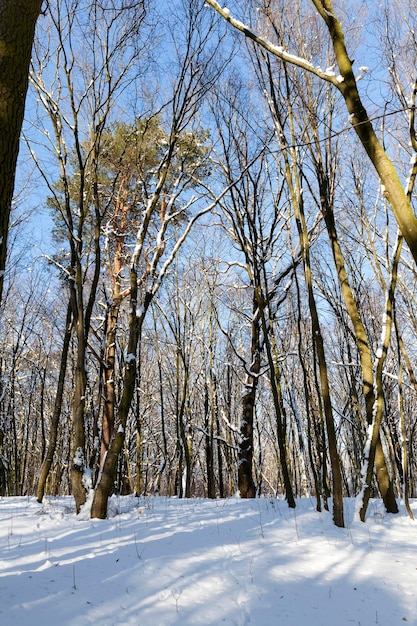 Drzewa liściaste pokryte zimą śniegiem