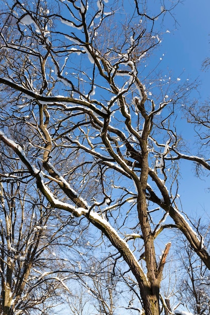 Drzewa liściaste pokryte zimą śniegiem