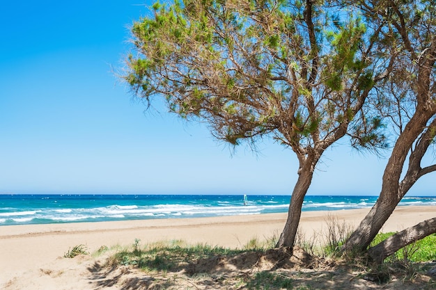 Drzewa na pięknej plaży. Wyspa Kreta, Grecja