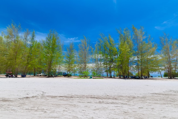 Drzewa na plaży na tle niebieskiego nieba