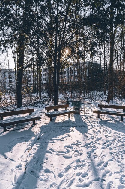 Zdjęcie drzewa na pokrytym śniegiem polu w zimie