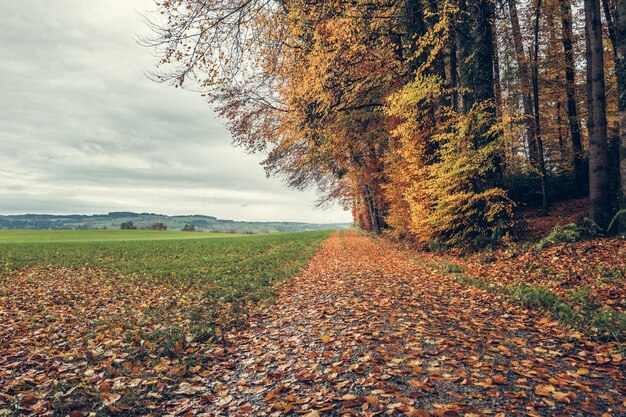 Zdjęcie drzewa na polu jesienią