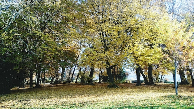 Drzewa na polu jesienią