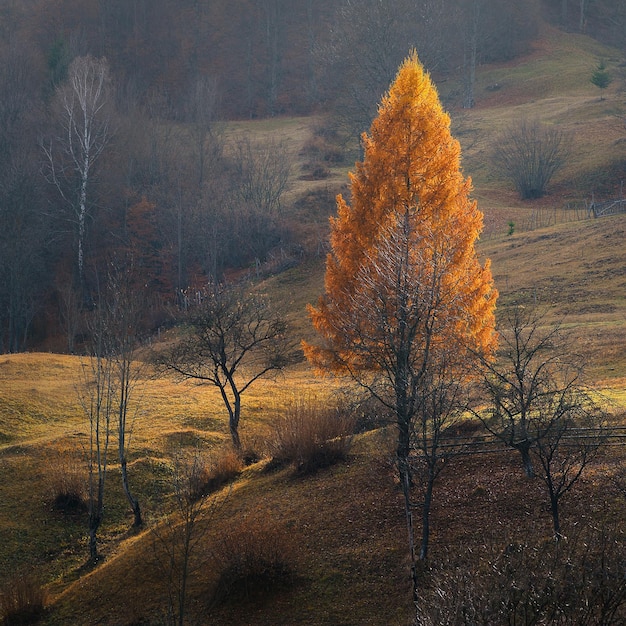 Drzewa na polu jesienią