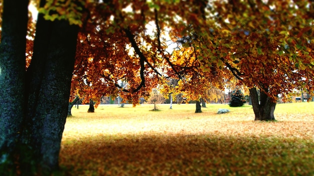 Drzewa na polu jesienią