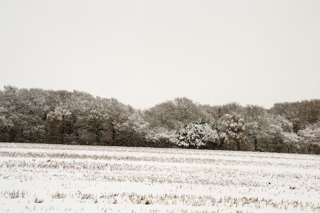 Drzewa na polu na tle czystego nieba w zimie