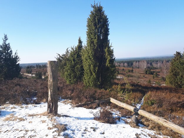 Zdjęcie drzewa na polu na tle czystego nieba