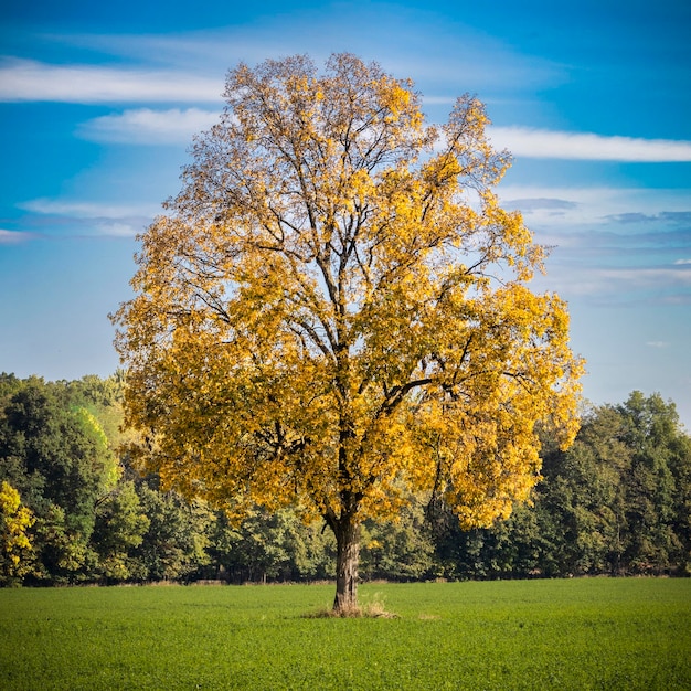 Zdjęcie drzewa na polu na tle nieba jesienią