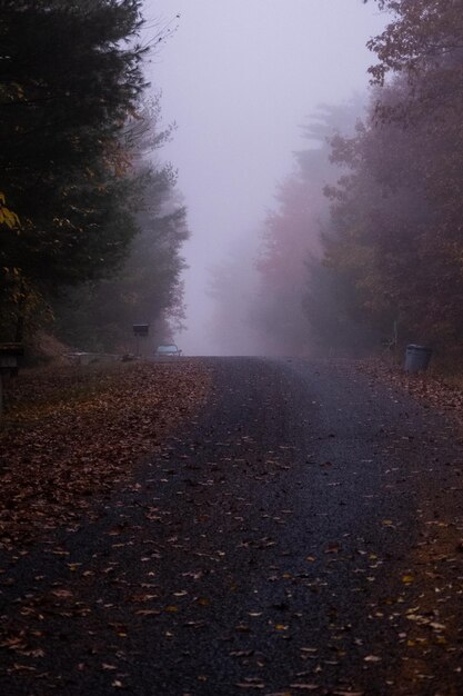 Drzewa na polu na tle nieba jesienią